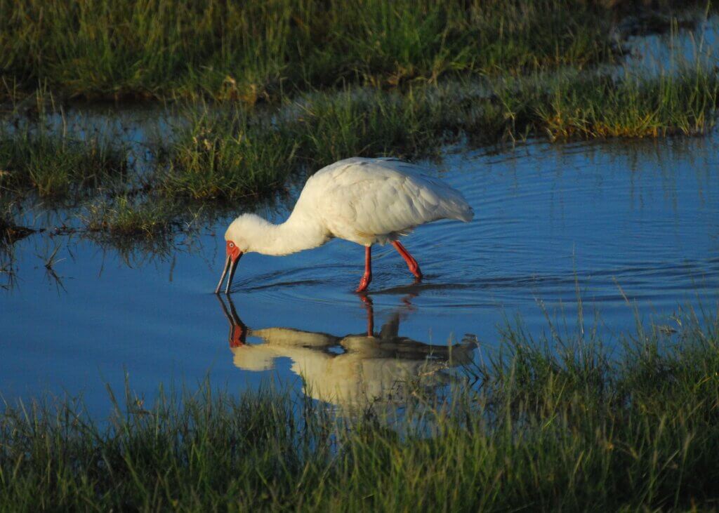 A duck finding fish in the river in Africa