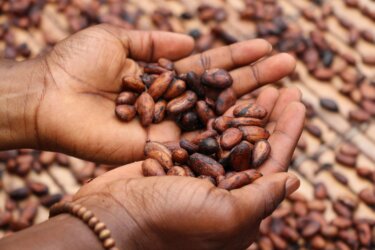 Is Ghana exporting Cacao or Chocolate?